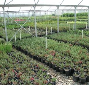 1 gallon production area