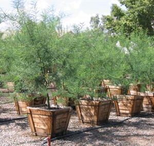 Production Area - 24" Box Trees