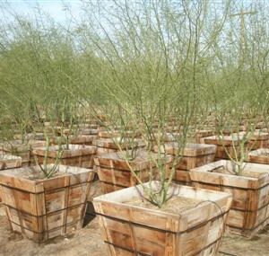 Tree Farm - 36" Box Trees