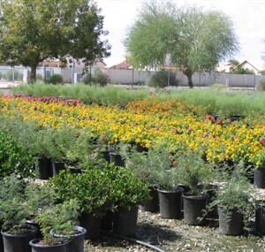 Production Area - 5 Gallon Shrubs