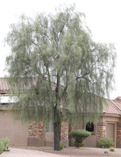 Acacia stenophylla