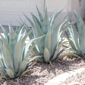 Agave americana
