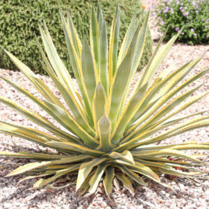 Agave americana variegata