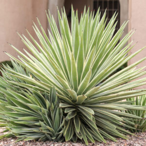Agave angustifolia