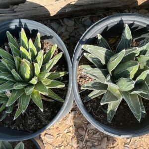 Agave Victoria regina