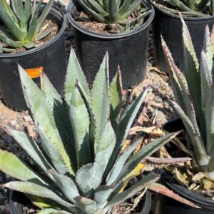 Agave murpheyi