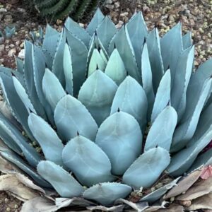 Agave parryi