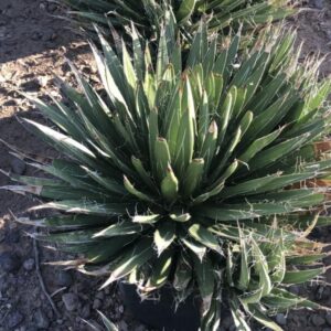 Agave schidigera
