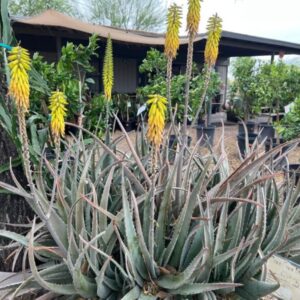 Aloe barbadensis