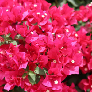 Bougainvillea