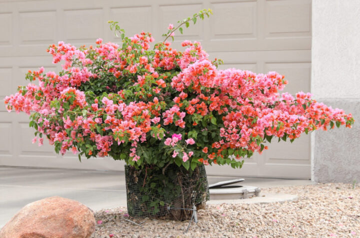 Bougainvillea – Shrub | Elgin Nursery & Tree Farm: Phoenix, AZ