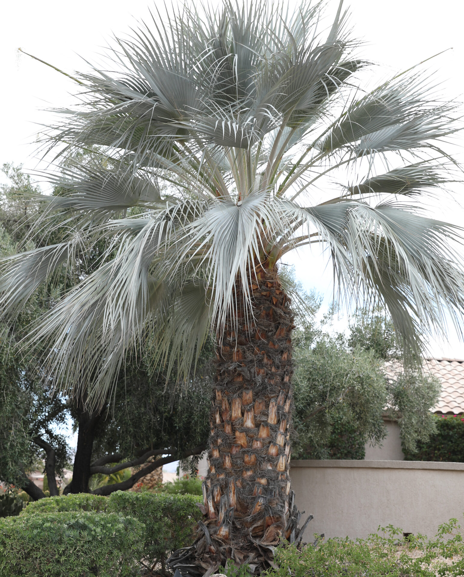 types of palm trees in Arizona