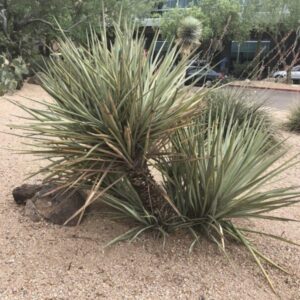 Yucca baccata