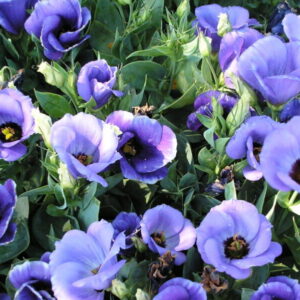 Perennial Bedding Plant