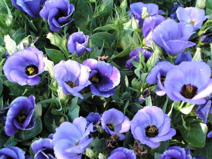 Lisianthus | Elgin Nursery & Tree Farm: Phoenix, AZ