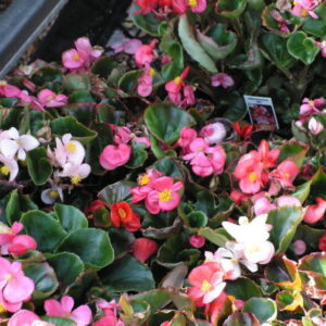Perennial Bedding Plant