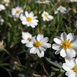 Melampodium leucanthum
