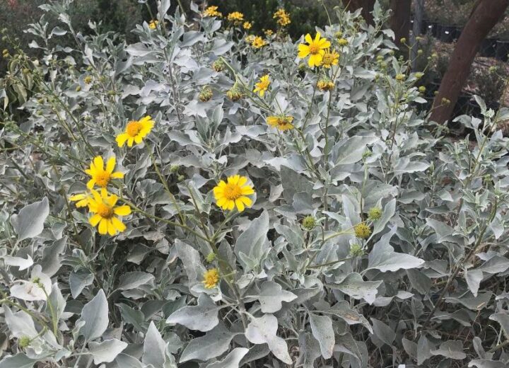 Brittle Bush Elgin Nursery & Tree Farm Phoenix, AZ