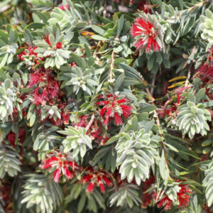 Callistemon 'little john'