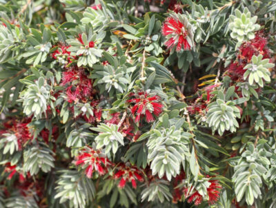 Callistemon 'little john'