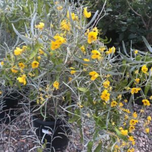 Cassia phyllodinia