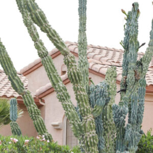 Cereus peruviana monst