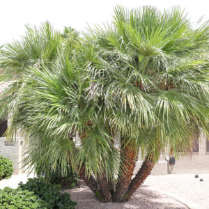 Chamaerops humilis