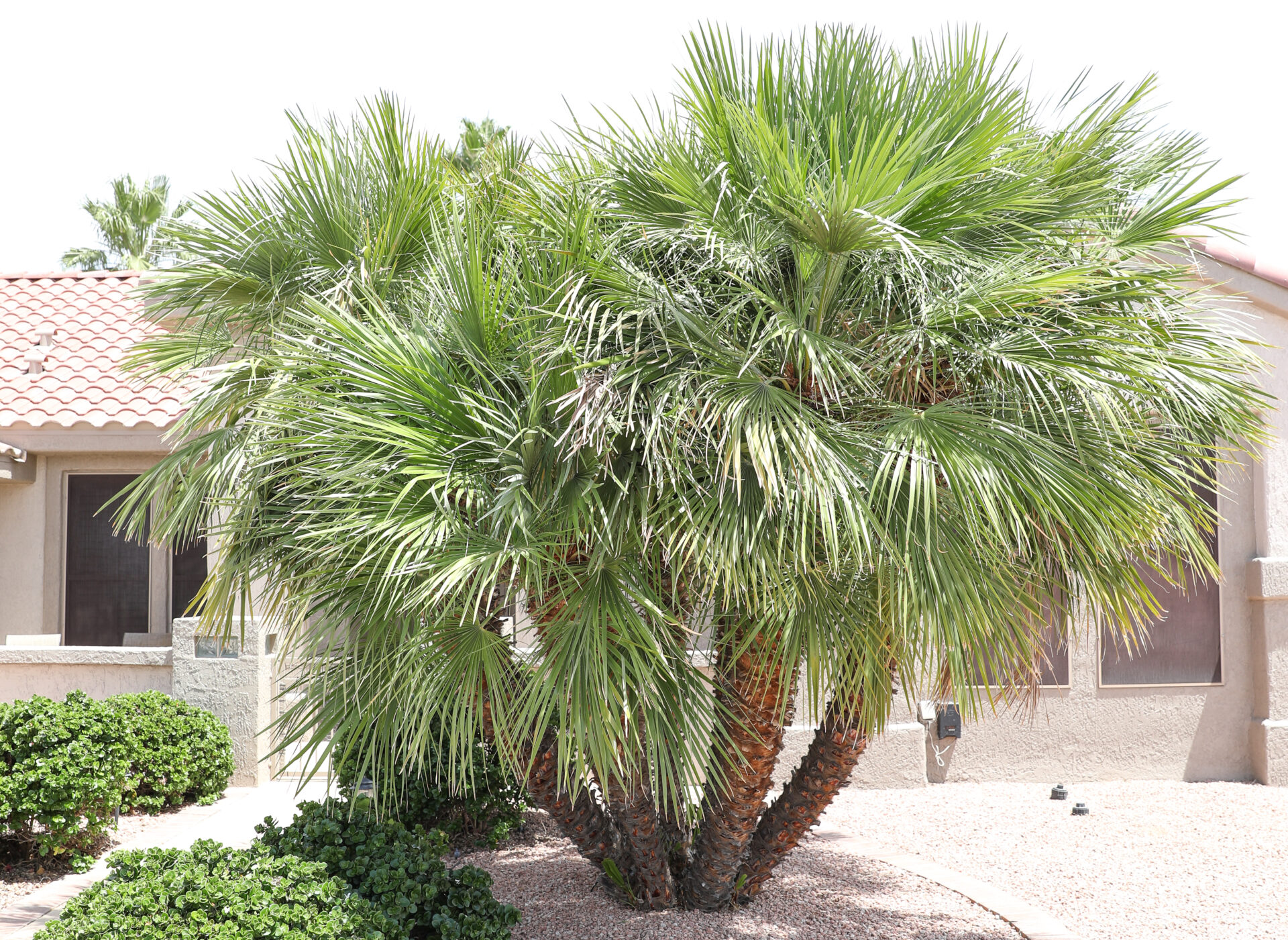 types of palm trees in California