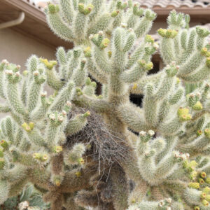 Opuntia bigelovii