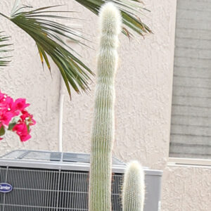 Cleistocactus strausii