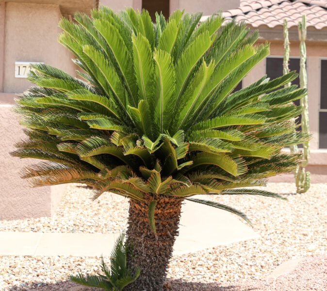 types of palm trees in Arizona