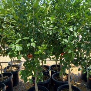 Calamondin