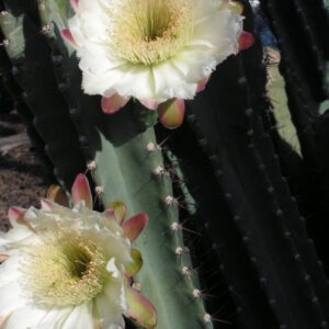 Cereus peruviana