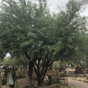 Prosopsis chilensis