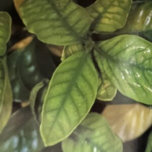 Chlorosis