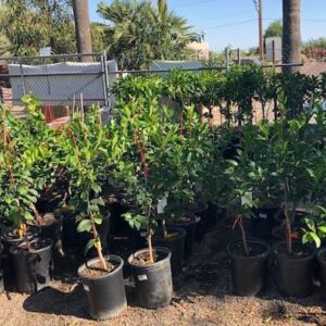 Citrus Tree Area