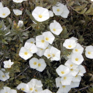 Convolvulus cneorum