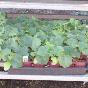 Cucumis sativus