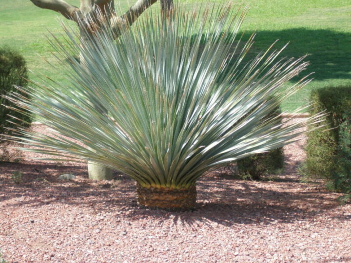 Desert Spoon | Elgin Nursery & Tree Farm: Phoenix, AZ