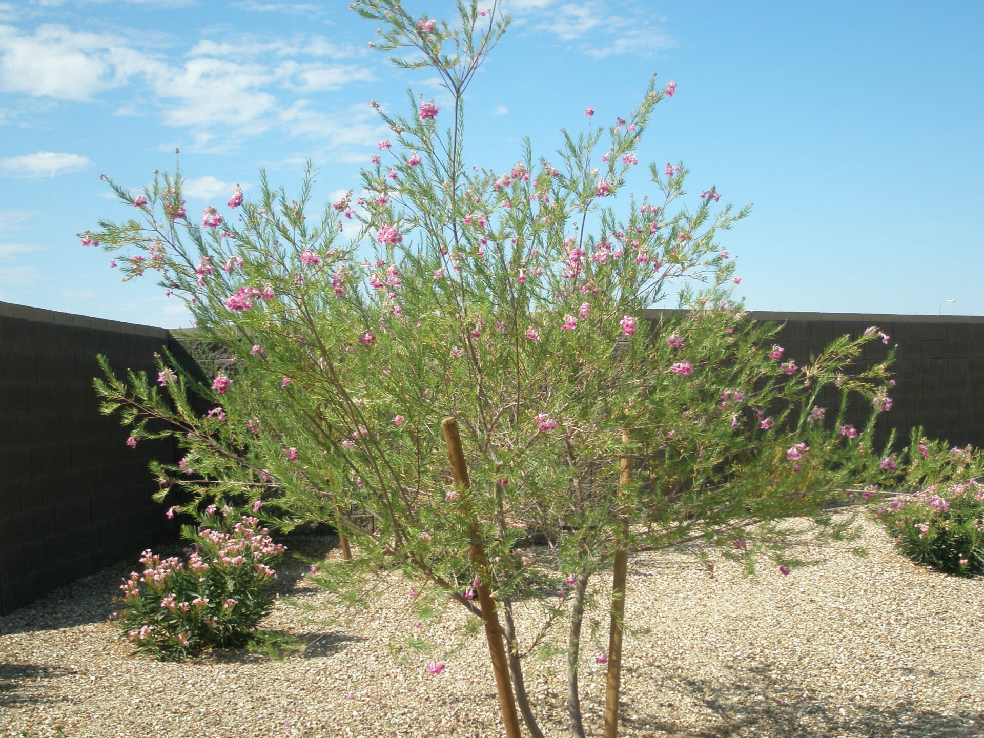 Desert Willow.