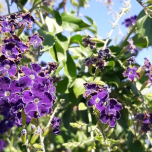 Duranta ereta