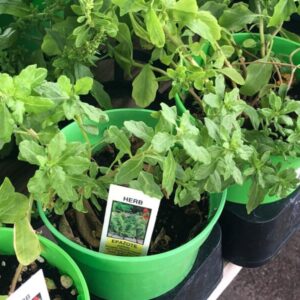 Dysphania ambrosiodes