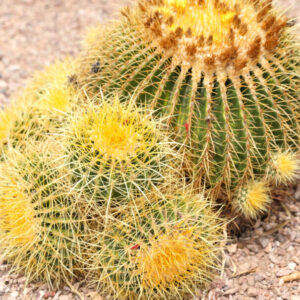 Echinocereus grusonii