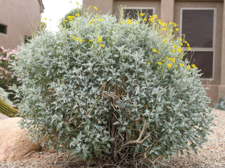 Brittle Bush Elgin Nursery & Tree Farm Phoenix, AZ