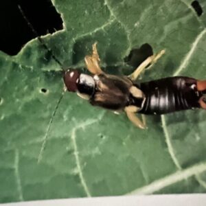 Earwig