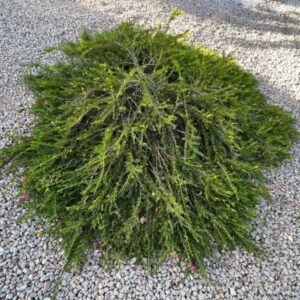Eremophila prostrata