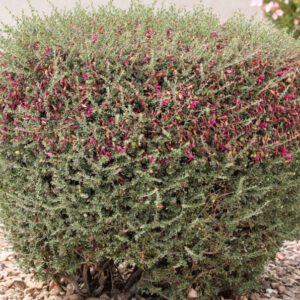 Eremophila maculata