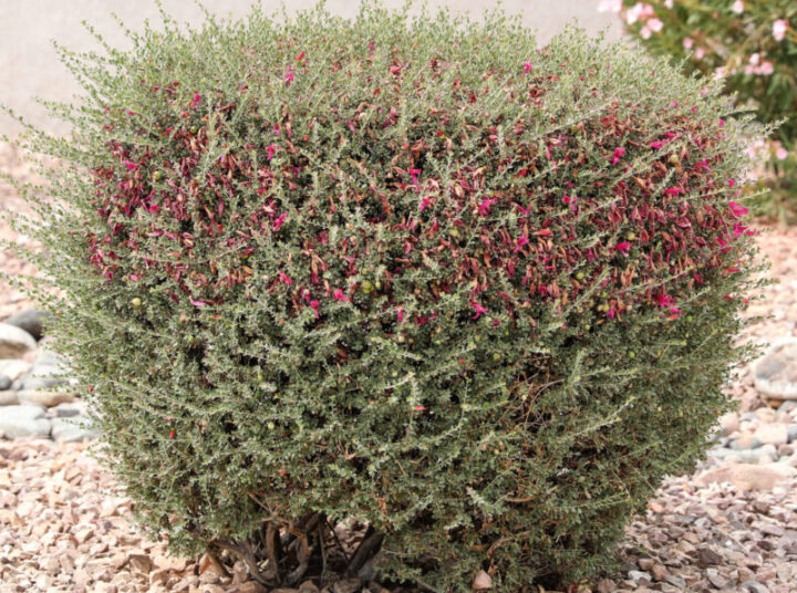 Emu Bush Valentine Elgin Nursery & Tree Farm Phoenix, AZ