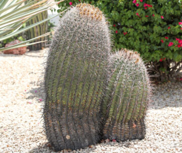 Compass Barrel Cactus