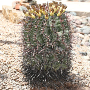 Ferocactus cylindraceus